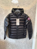 Canada goose Crofton